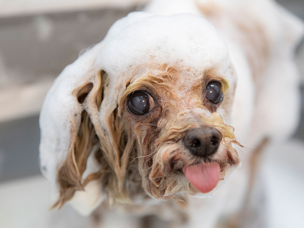 シャンプー・オプション紹介