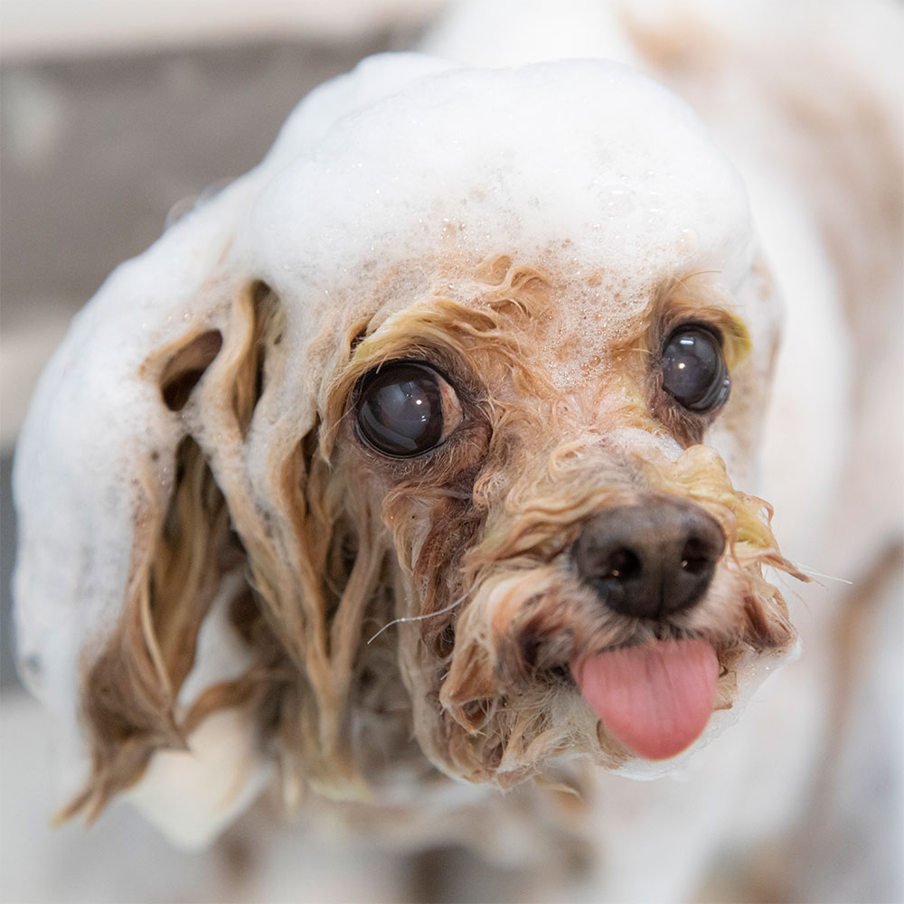 シャンプー・オプション紹介